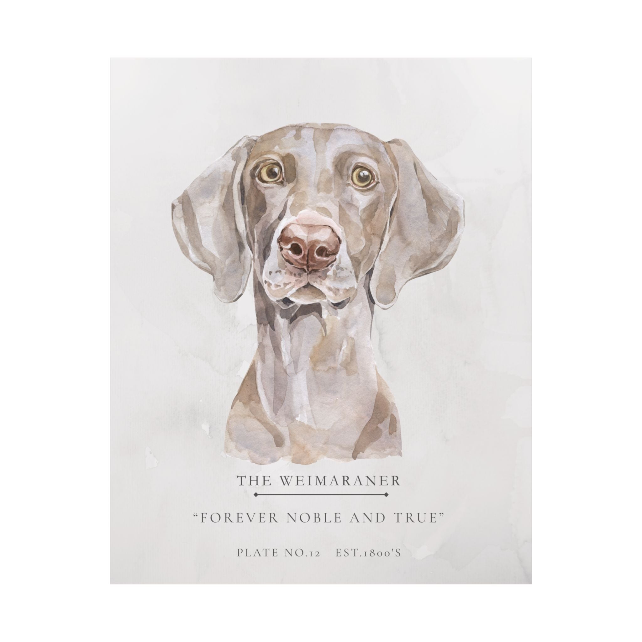 Vintage Dog Collection-Weimaraner Matte Print