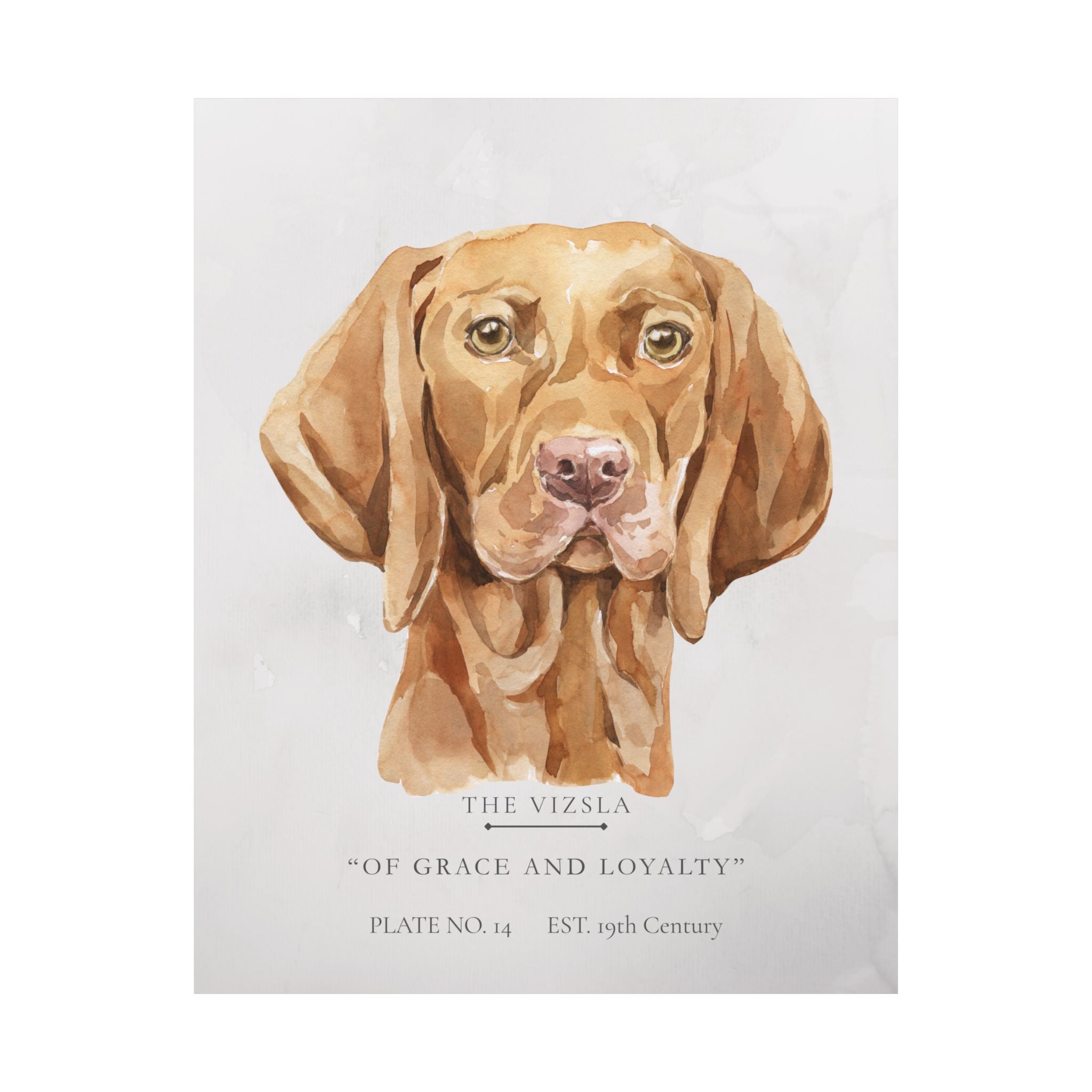 Vintage Dog Collection- Vizsla Matte Print