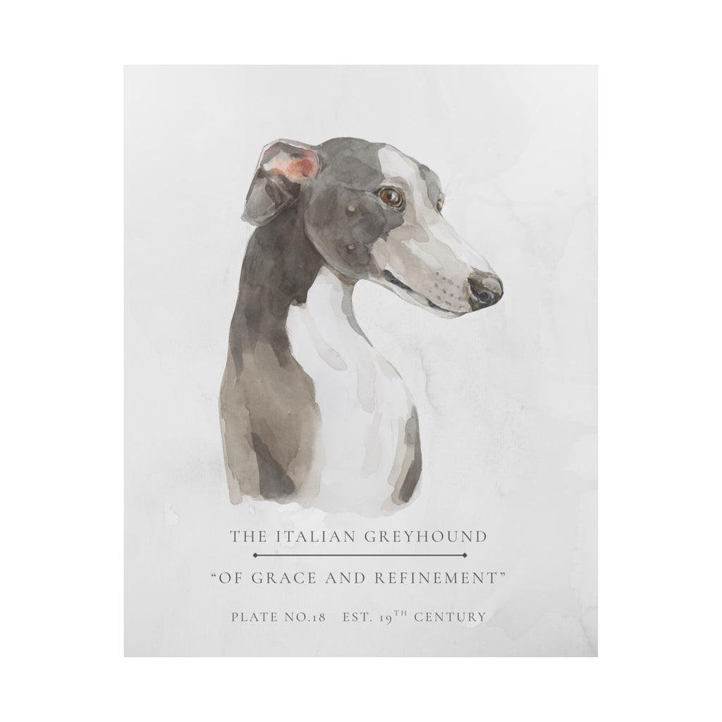 Vintage Dog Collection- Italian Greyhound Matte Print
