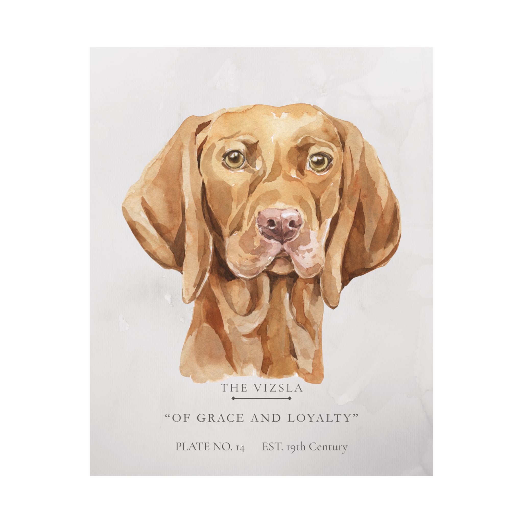 Vintage Dog Collection- Vizsla Matte Print